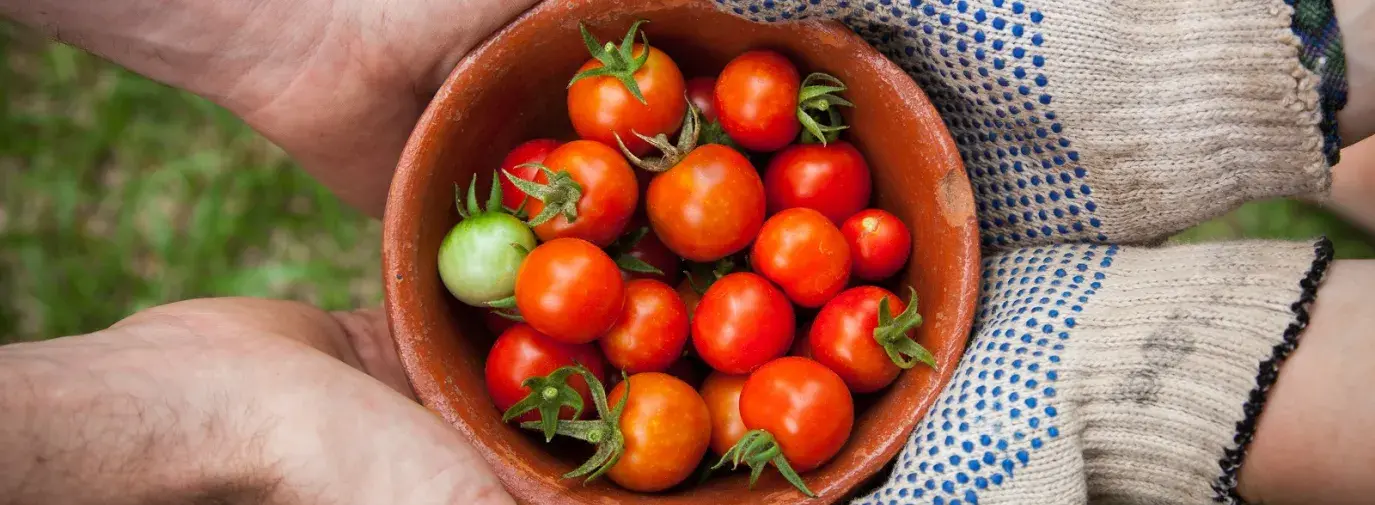Image: two pairs of hands holding a pot of tomatoes. Topic: 9 Ways to Support Sustainable Food